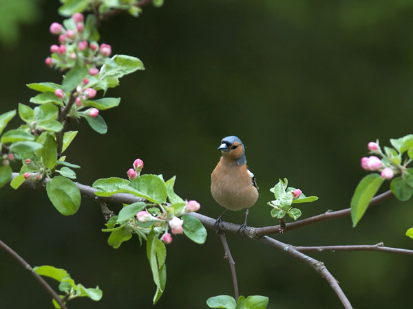 Peippo, Common Chaffinch, Fringilla coelebs